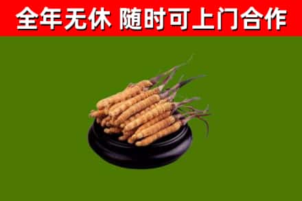 德化烟酒回收冬虫夏草.jpg