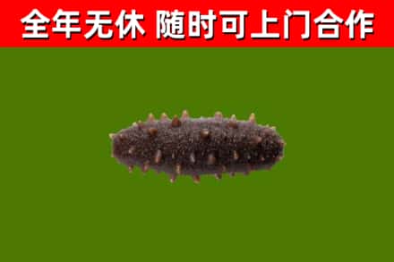 德化烟酒回收干海参.jpg